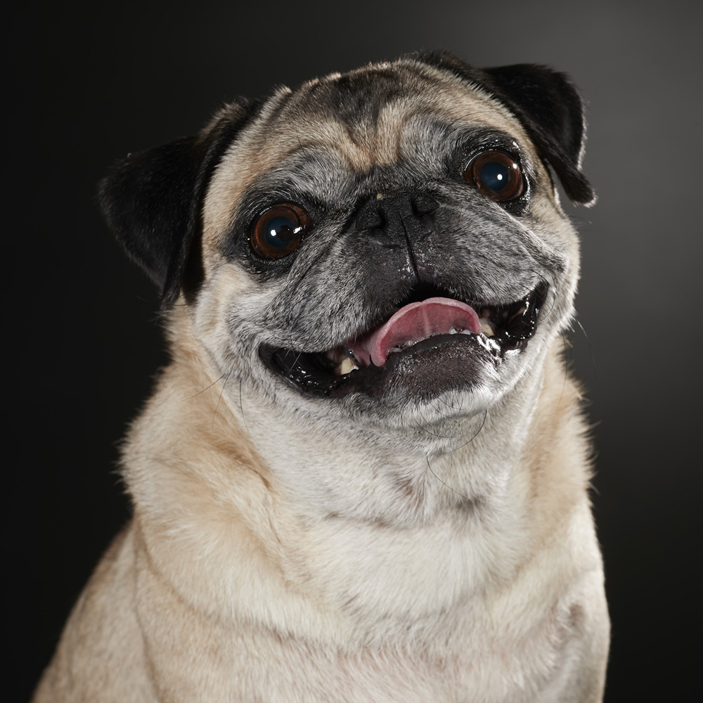 犬の肖像写真（ポートレイト）パグ