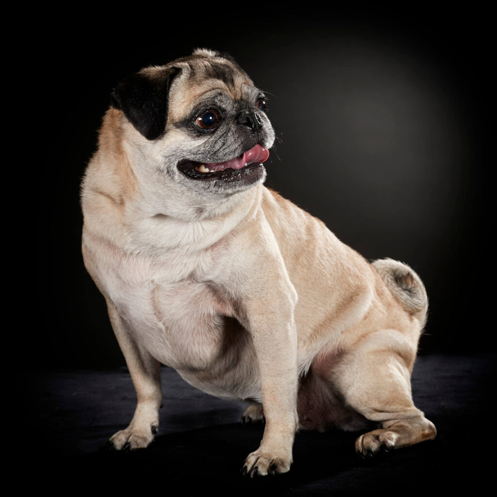 犬の肖像写真・パグ